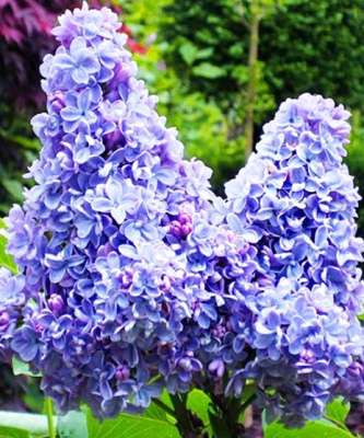 Сирень "Аукубафолия" Сирень "Аукубафолия"