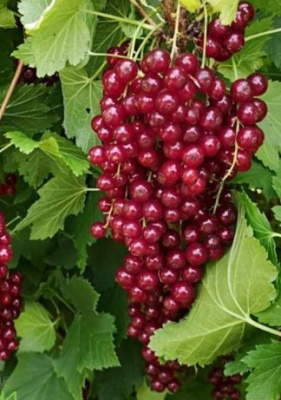 Смородина красная "Вишневая"