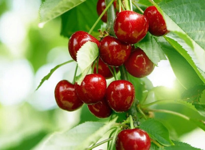 Колоновидная черешня Литл Сильвия