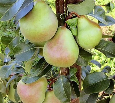 Колоновидная груша Сапфир 