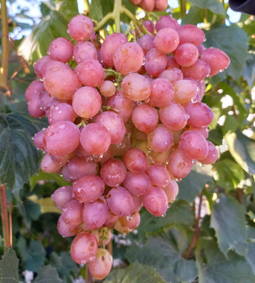 Виноград Кишмиш Лучистый