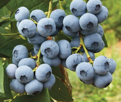 Голубика Осорно 