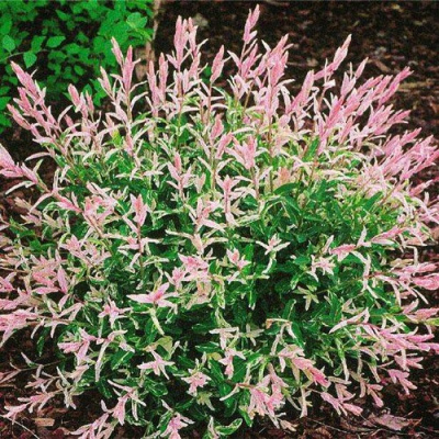 Ива Хакура-Нишики