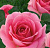Роза Грация