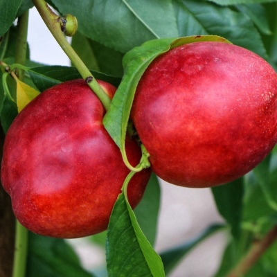 Нектарин Кримсон Голд