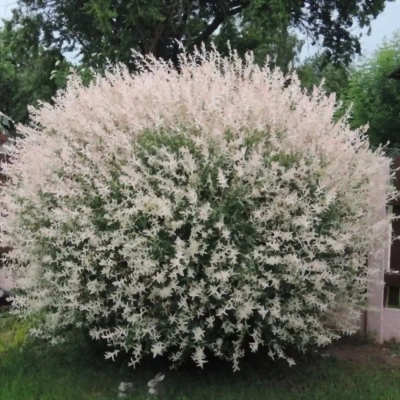 Ива Хакура-Нишики