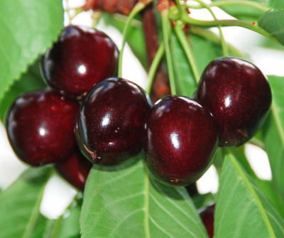 Черешня Регина