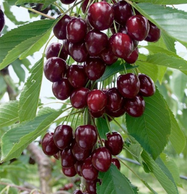 Вишня колонновидная Восхищение