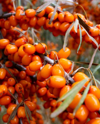 Облепиха "Пламенная" (женская) Облепиха "Пламенная" (женская)