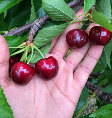 Черешня Бычье Сердце