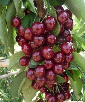 Вишня колонновидная Королева