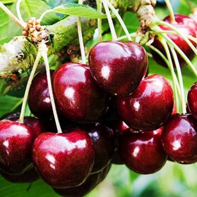 Черешня Самбо 