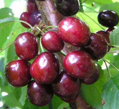 Черешня Мускатная
