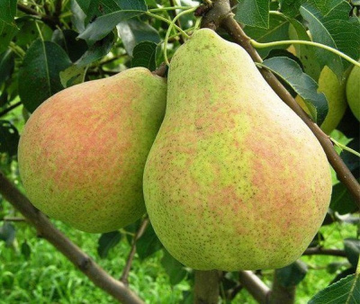 Груша Банкетная  Груша Банкетная