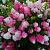 Гортензия метельчатая Фрайз Мельба