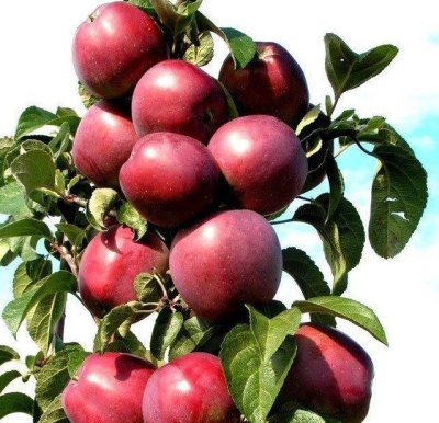 Колонновидная яблоня Червонец 