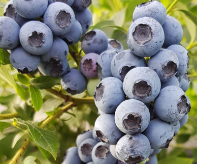 Голубика Река (Высокорослая)