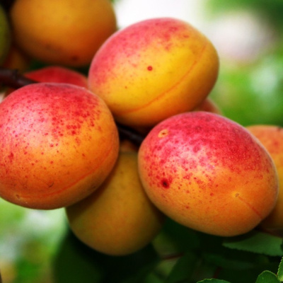 Абрикос Харгранд