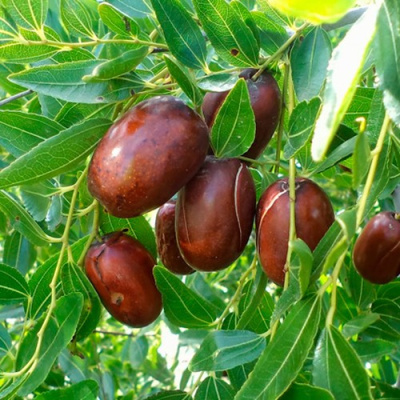 Зизифус Финиковый Зизифус Финиковый