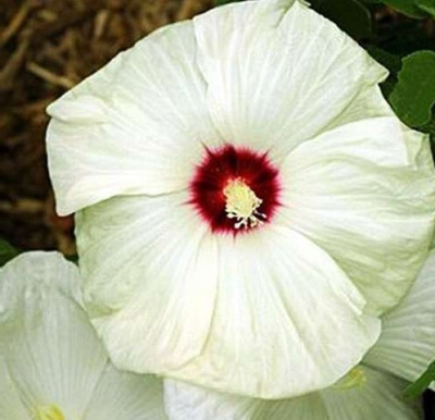 Гибискус "Олд Иелла"