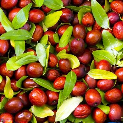 Зизифус Конфетный