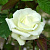 Роза Лавли Грин