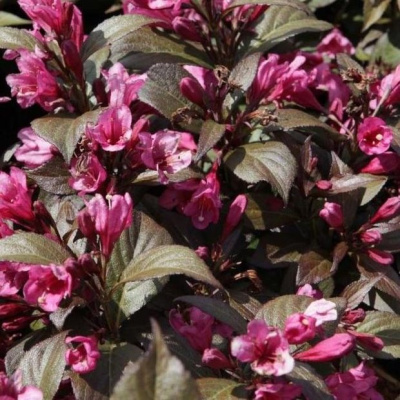 Вейгела Минор блэк