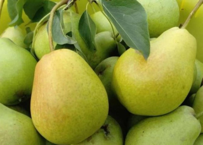 Колонновидная груша Нежность