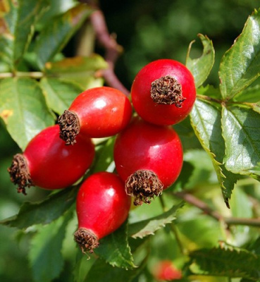 Шиповник "Ёжик"