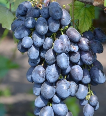 Виноград "Кристалл"