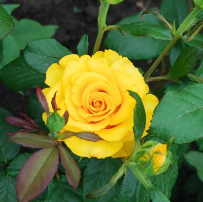 Роза Штамбовая Кэтрин