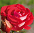 Роза Шоне Коблицириан
