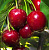 Черешня Талисман 