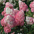 Гортензия метельчатая Пинк Даймонд