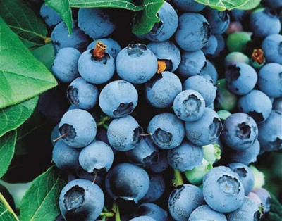 Голубика Бригитта Блю