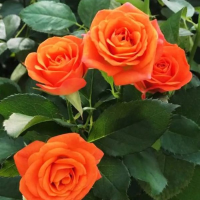 Роза Оранж Мини