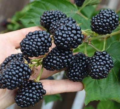 Ежевика "Киова"