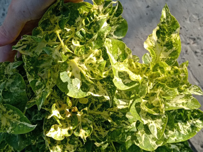 Сирень "Аукубафолия" Сирень "Аукубафолия"