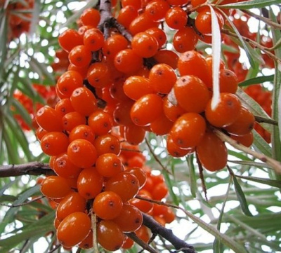 Облепиха "Эссель" (женская)