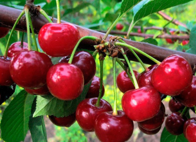 Вишня Малышка Дюк (гибрид черешни и вишни)