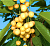 Колоновидная черешня "Янтарная"