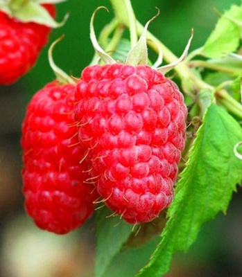 Малиновое дерево "Крепыш"