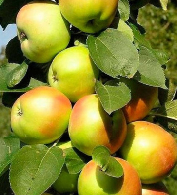 Колонновидная яблоня Президент