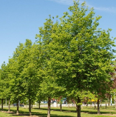 Липа Мелколистная