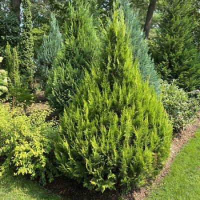 Кипарисовик Лавсона Ивонне