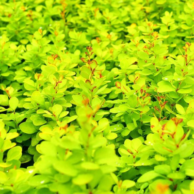 Барбарис Тунберга Неон Голд