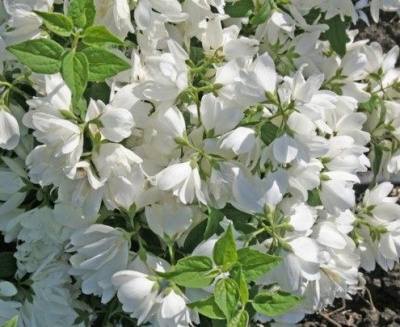 Жасмин Монблан