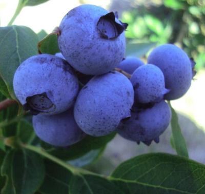 Голубика "Джерси"