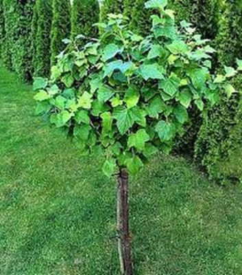 Смородина черная на штамбе Сладкая ночь