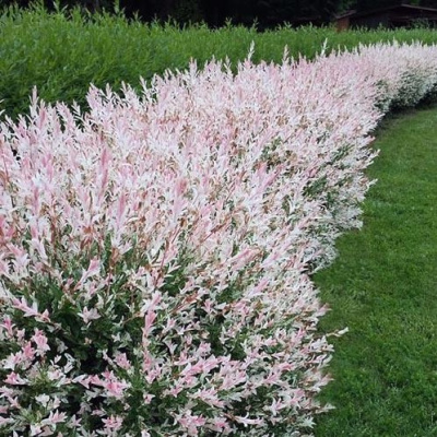 Ива Хакура-Нишики